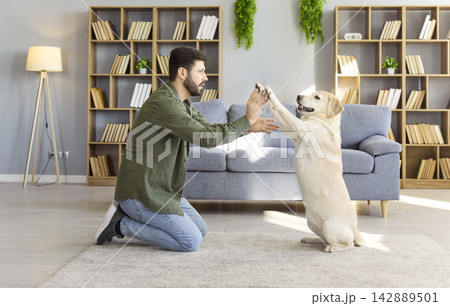 Man training Labrador retriever at home, giving high five indoors on carpet Man training Labrador retriever at home, giving high five indoors on carpet 142889501