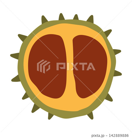 Vector illustration of an open spiky chestnut shell containing two brown seeds. Flat autumn harvest graphic element isolated on white for seasonal design templates Vector illustration of an open spiky chestnut shell containing two brown seeds. Flat autumn harvest graphic element isolated on white for seasonal design templates 142889886