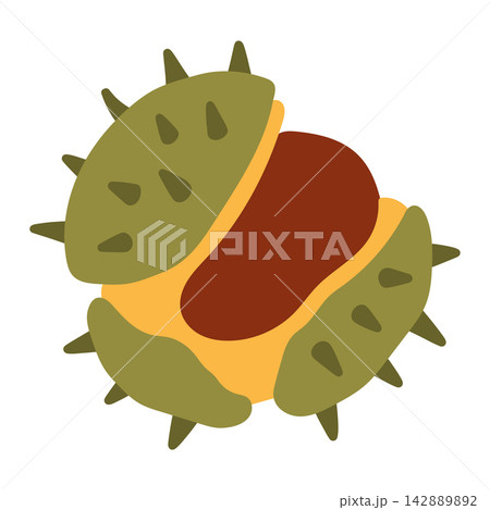 Detailed vector illustration of a green spiky chestnut shell fully opened with the brown nut visible. Perfect for autumn harvest and seasonal nature designs Detailed vector illustration of a green spiky chestnut shell fully opened with the brown nut visible. Perfect for autumn harvest and seasonal nature designs 142889892