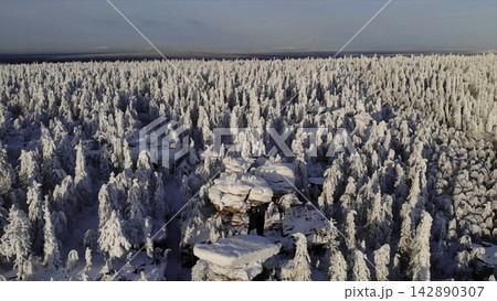 Snowcovered Trees Under Sunset Glow. Silent Winter Landscape With Scattered Rocks And Aerial Perspective . Media Snowcovered Trees Under Sunset Glow. Silent Winter Landscape With Scattered Rocks And Aerial Perspective . Media 142890307
