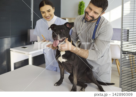 Veterinarian examining happy dog with nurse in modern animal clinic interior 142890309