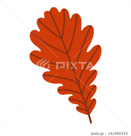 Vibrant red oak leaf vector isolated on white background. Flat autumn fall foliage graphic for Thanksgiving designs, forest themes, seasonal promo banners, and print 142890310