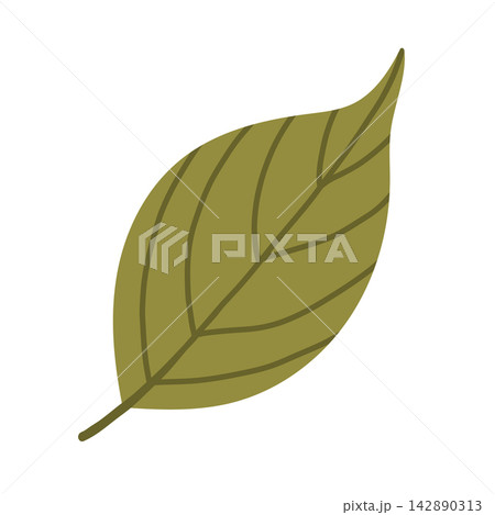 Olive green beech leaf vector isolated on white background. Minimalist flat foliage clipart for seasonal autumn transition graphics, eco branding, and nature design 142890313