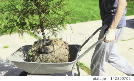 Man pushing a wheelbarrow with a young tree along a sunny sidewalk Man pushing a wheelbarrow with a young tree along a sunny sidewalk 142890702