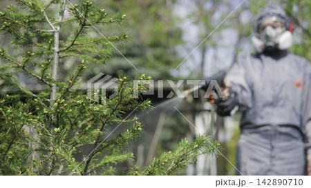 Worker spraying plants near evergreen branches in a sunny outdoor garden 142890710