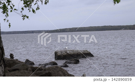 Secluded Bird Scene. Quiet Scene Of Gull Overlooking Calm Lake From Stone With Surrounding Nature. Creative Secluded Bird Scene. Quiet Scene Of Gull Overlooking Calm Lake From Stone With Surrounding Nature. Creative 142890859
