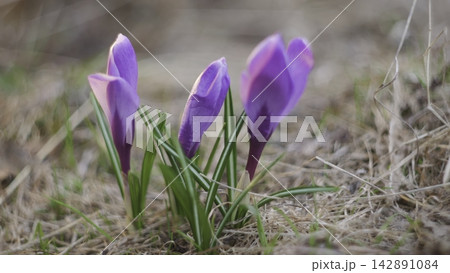 Purple crocus flowers emerging in dry spring grass 142891084