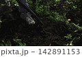 Person digging soil in a forest clearing 142891153