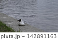 Seagull On Shore. Lone Seagull With Black Head Nestled On Concrete Ledge Near Peaceful Water Body. Creative 142891163