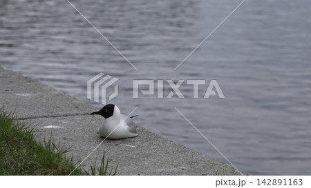 Seagull On Shore. Lone Seagull With Black Head Nestled On Concrete Ledge Near Peaceful Water Body. Creative Seagull On Shore. Lone Seagull With Black Head Nestled On Concrete Ledge Near Peaceful Water Body. Creative 142891163