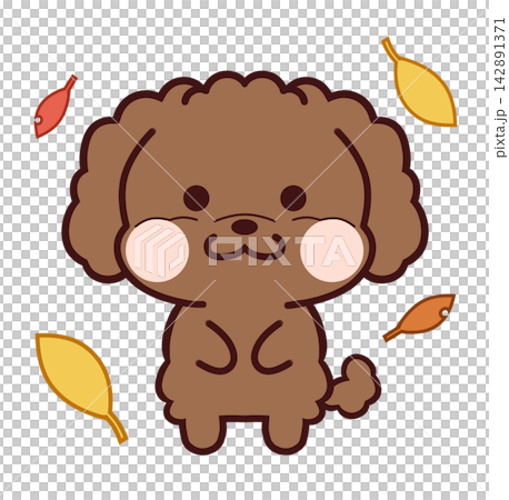 落葉中的玩具貴賓犬/深棕色 落葉中的玩具貴賓犬/深棕色 142891371