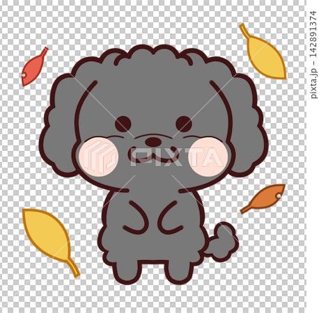 落葉中的玩具貴賓犬/黑色 142891374
