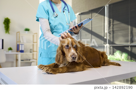 Veterinarian comforting cocker spaniel during exam and checkup on clinic table Veterinarian comforting cocker spaniel during exam and checkup on clinic table 142892190