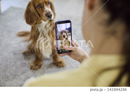 Woman Taking Smartphone Photo of Cocker Spaniel at Home, Pet Portrait Moment Woman Taking Smartphone Photo of Cocker Spaniel at Home, Pet Portrait Moment 142894286