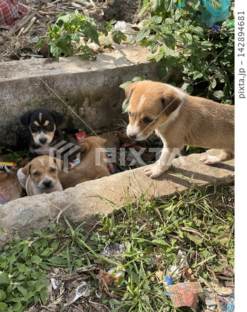 コンクリートの側溝の中にいる子犬たちと縁の上に立ち覗き込む茶色の子犬がある屋外の全景 コンクリートの側溝の中にいる子犬たちと縁の上に立ち覗き込む茶色の子犬がある屋外の全景 142894681