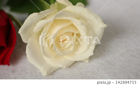赤黄色しろのバラの花束 142894715