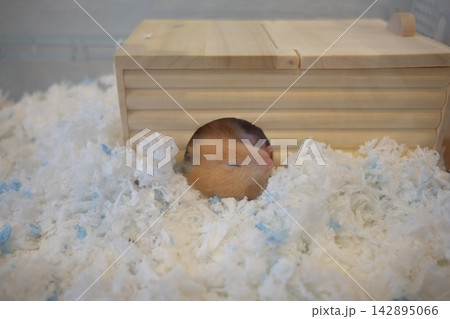 小屋で顔だけ出して眠るキンクマ 小屋で顔だけ出して眠るキンクマ 142895066