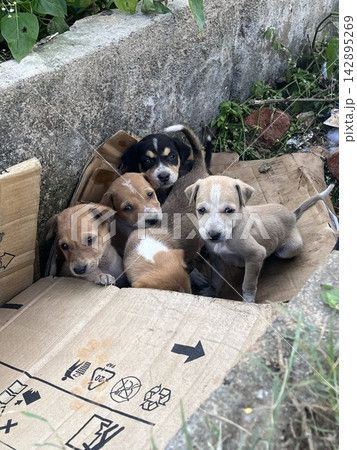 側溝に敷かれた段ボールの中に身を寄せ合う幼い子犬たちと手前の段ボールおよびコンクリート壁 側溝に敷かれた段ボールの中に身を寄せ合う幼い子犬たちと手前の段ボールおよびコンクリート壁 142895269