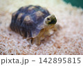 木くずの上を歩くリクガメの全身 142895815