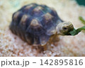 葉っぱをくわえて食べるリクガメ 142895816