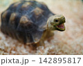 口を開けて表情豊かなリクガメの顔アップ 142895817
