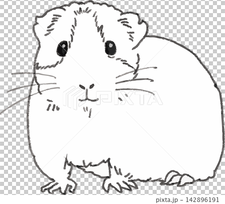 豚鼠線條畫插圖，手繪風格，風格化（小型動物，寵物，單色） 142896191