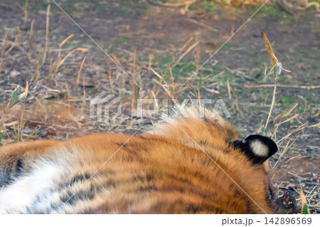 Resting Tiger in Natural Habitat: Wildlife and Conservation Stock Photo 142896569