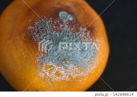 Close-Up of Moldy Orange with Spores on Dark Background for Food Waste Awareness Close-Up of Moldy Orange with Spores on Dark Background for Food Waste Awareness 142896614