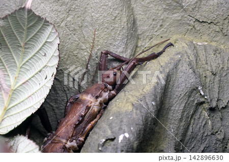 Camouflaged Insect Blending with Natural Rock and Foliage for Stealth Camouflaged Insect Blending with Natural Rock and Foliage for Stealth 142896630