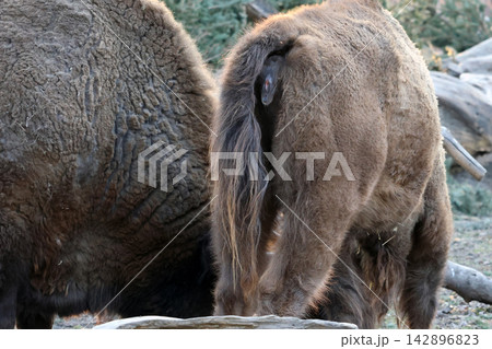 Close-Up of Bison Pair in Natural Habitat for Wildlife Conservation Theme 142896823