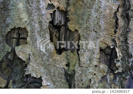 Striking Close-Up of Weathered Tree Bark Texture for Natural Background Designs 142896857