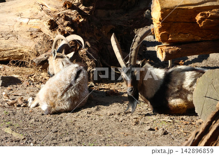 Tranquil Mountain Goats Resting by Large Fallen Logs in Natural Setting Tranquil Mountain Goats Resting by Large Fallen Logs in Natural Setting 142896859