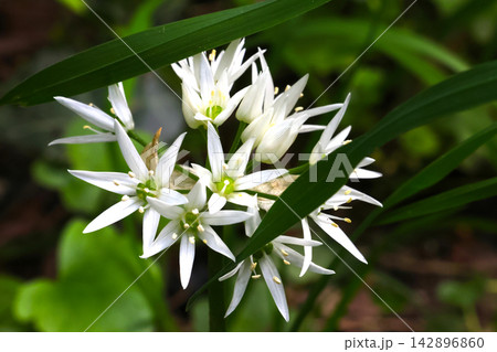 Wild Garlic Flowers Blooming in Natural Greenery for Botanical Study and Nature Enthusiasts Wild Garlic Flowers Blooming in Natural Greenery for Botanical Study and Nature Enthusiasts 142896860