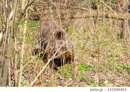 Wild Boar Foraging in Sunlit Forest During Springtime Wild Boar Foraging in Sunlit Forest During Springtime 142896863