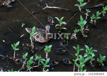 Tranquil Nature Scene with Mother Duck and Ducklings in a Lush Pond Setting Tranquil Nature Scene with Mother Duck and Ducklings in a Lush Pond Setting 142896864
