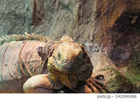 Close-Up of a Green Iguana in Natural Habitat for Wildlife Photography and Education Close-Up of a Green Iguana in Natural Habitat for Wildlife Photography and Education 142896866