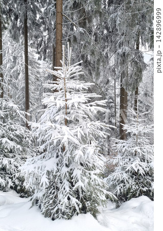 Winter Wonderland: Serene Snow-Covered Pine Forest Landscape for Seasonal Poster Design Winter Wonderland: Serene Snow-Covered Pine Forest Landscape for Seasonal Poster Design 142896999