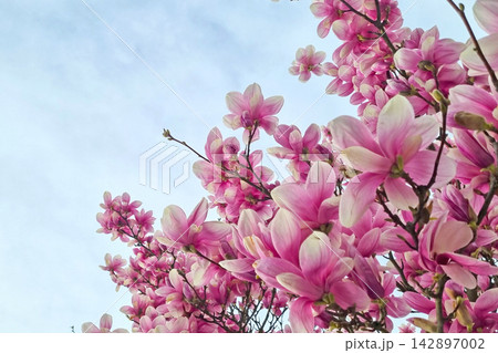 Blooming Magnolia Flowers Against a Clear Blue Sky in Spring 142897002