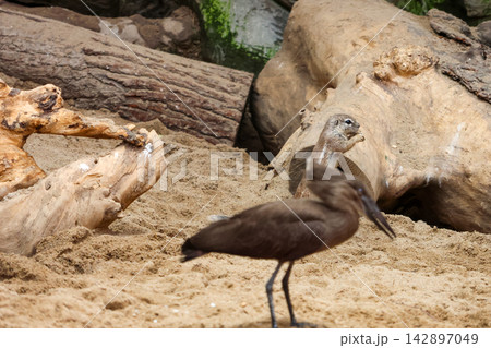 Riverbank Scene with Otter and Bird Amid Natural Logs and Sand Riverbank Scene with Otter and Bird Amid Natural Logs and Sand 142897049