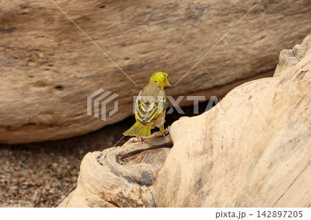 Yellow Finch Perched on Driftwood in Natural Habitat for Bird Watching and Wildlife Photography Yellow Finch Perched on Driftwood in Natural Habitat for Bird Watching and Wildlife Photography 142897205
