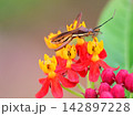トウワタとキスジホソヘリカメムシ 142897228