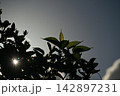 南国の夕暮れ　ハイビスカス 142897231