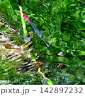 アカナガイトトンボと水紋　沖縄島 142897232