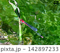 アカナガイトトンボと水紋 142897233