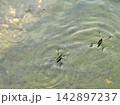 アメンボと水紋 142897237