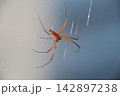 オオジョロウグモのオス 142897238