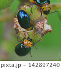 オキナワイチモンジハムシ 142897240