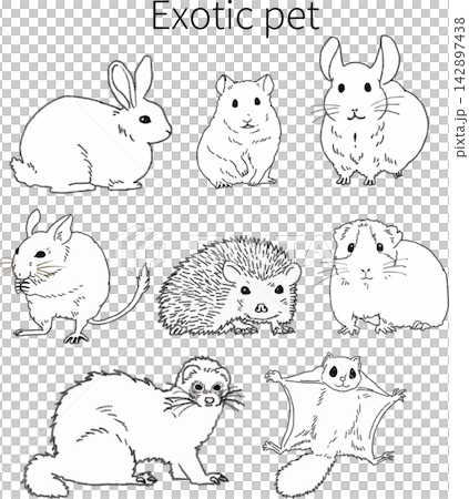 一組以手繪風格繪製的流行小型動物和稀有動物的線條藝術插圖。 142897438