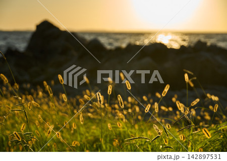 【西浦海岸】夕日に照らされ輝く猫じゃらし 142897531