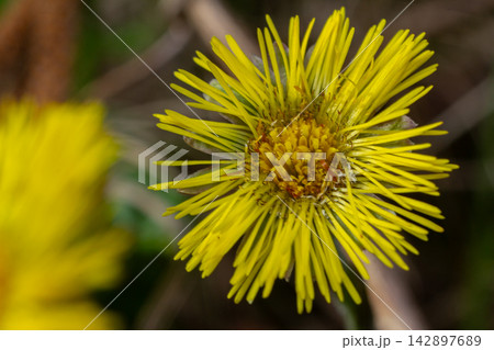 Springtime coltsfoot blooms with vibrant yellow flowers showcasing early season beauty in natural landscapes Springtime coltsfoot blooms with vibrant yellow flowers showcasing early season beauty in natural landscapes 142897689